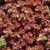 Dragon's Blood Sedum