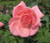 Canada Blooms Hybrid Tea Rose