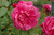 Laguna Rose Climbing Rose