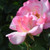 Pink Promise Hybrid Tea Rose