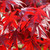 fireglow japanese maple