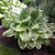 Fragrant Bouquet Hosta