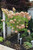 Limelight Hydrangea Std tree