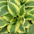 Wide Brim Hosta