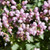 Pink Pewter Spotted Dead Nettle