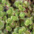 Coral Reef Sedum