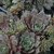 Silverine Hens And Chicks