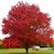 Red Maple
native red maple
acer rubrum
