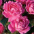 Pink Double Knock Out® Tree Rose