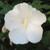 Diana Rose of Sharon