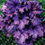 Forever Purple Coral Bells