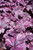 Forever Purple Heuchera