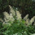 Goatsbeard
Aruncus dioicus