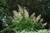 Goatsbeard
Aruncus dioicusGoatsbeard
Aruncus dioicus