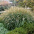 Adagio Maiden Grass Ornamental Grass