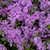 Purple Beauty Creeping Phlox