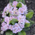 Belarina Pink Ice Primula