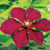 Clematis Niobe