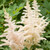 Astilbe - Milk and Honey