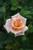 Sunset Celebration Hybrid Tea Rose