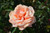 Sunset Celebration Hybrid Tea Rose