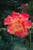 Rio Samba Hybrid Tea Rose