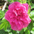 Hansa Rugosa Rose