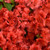 Girard's Hot Shot Azalea