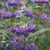 Dark Knight Caryopteris
Dark Knight Bluebeard, Blue Spirea, Blue Mist Shrub