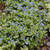 Jack Frost Bugloss Brunnera