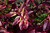 Rainbow Fetterbush Leucothoe