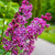 Sensation French Hybrid Lilac