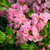 Bloombux Magenta Rhododendron