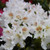 Cunningham's White Rhododendron