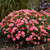 Fruit Punch Classic Coral Dianthus