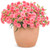 Fruit Punch Classic Coral Dianthus