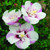 Fiji Rose of Sharon