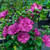 Magenta Chiffon Rose of Sharon