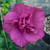 Magenta Chiffon Rose of Sharon