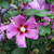 Purple Satin Rose of Sharon