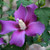 Purple Satin Rose of Sharon