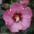 Ruffled Satin Rose of Sharon