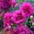Dianthus - Fruit Punch® Spiked Punch