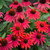 Lakota Fire Echinacea