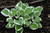 Diamonds are Forever Hosta