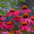 Echinacea - PowWow Wild Berry