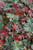 Bloody Cranesbill 
Geranium sanguineum