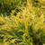 Golden Mop Threadleaf False Cypress