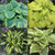 Award Winning Hosta Bundle