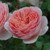 Abraham Darby David Austin Rose